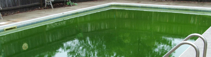 Book Swimming pool Green to Clean Service